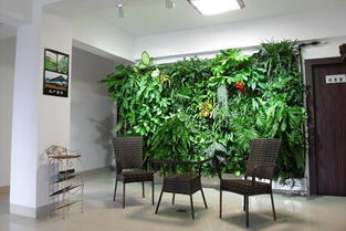 11款能爬滿墻壁的室內綠植